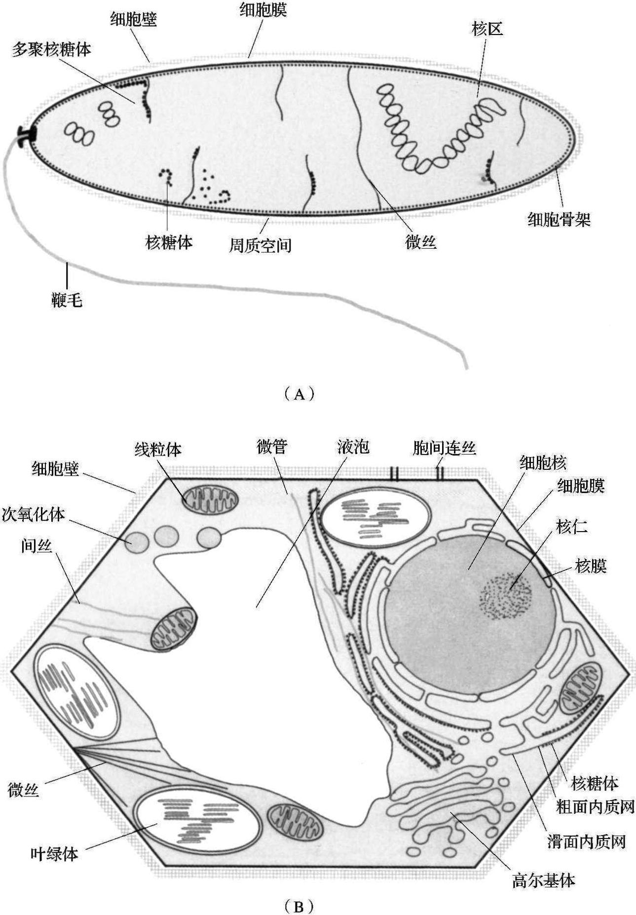 3.2 細菌結構